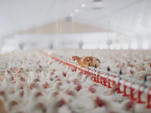 IoT para la eficiencia en el consumo de recursos en la producción avícola